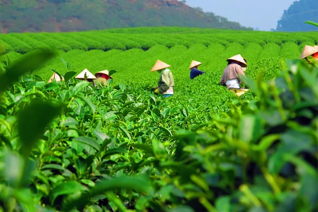 Top 10 Summer Destinations in India to Beat the Heat 18 Coorg, Karnataka