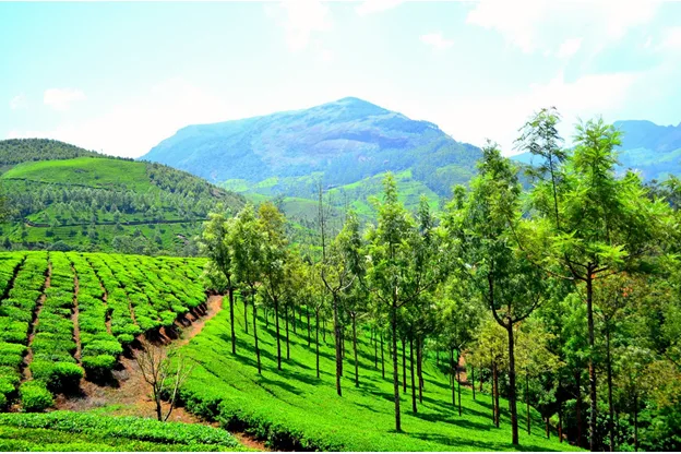 Top 10 Summer Destinations in India to Beat the Heat 15 Munnar, Kerala
