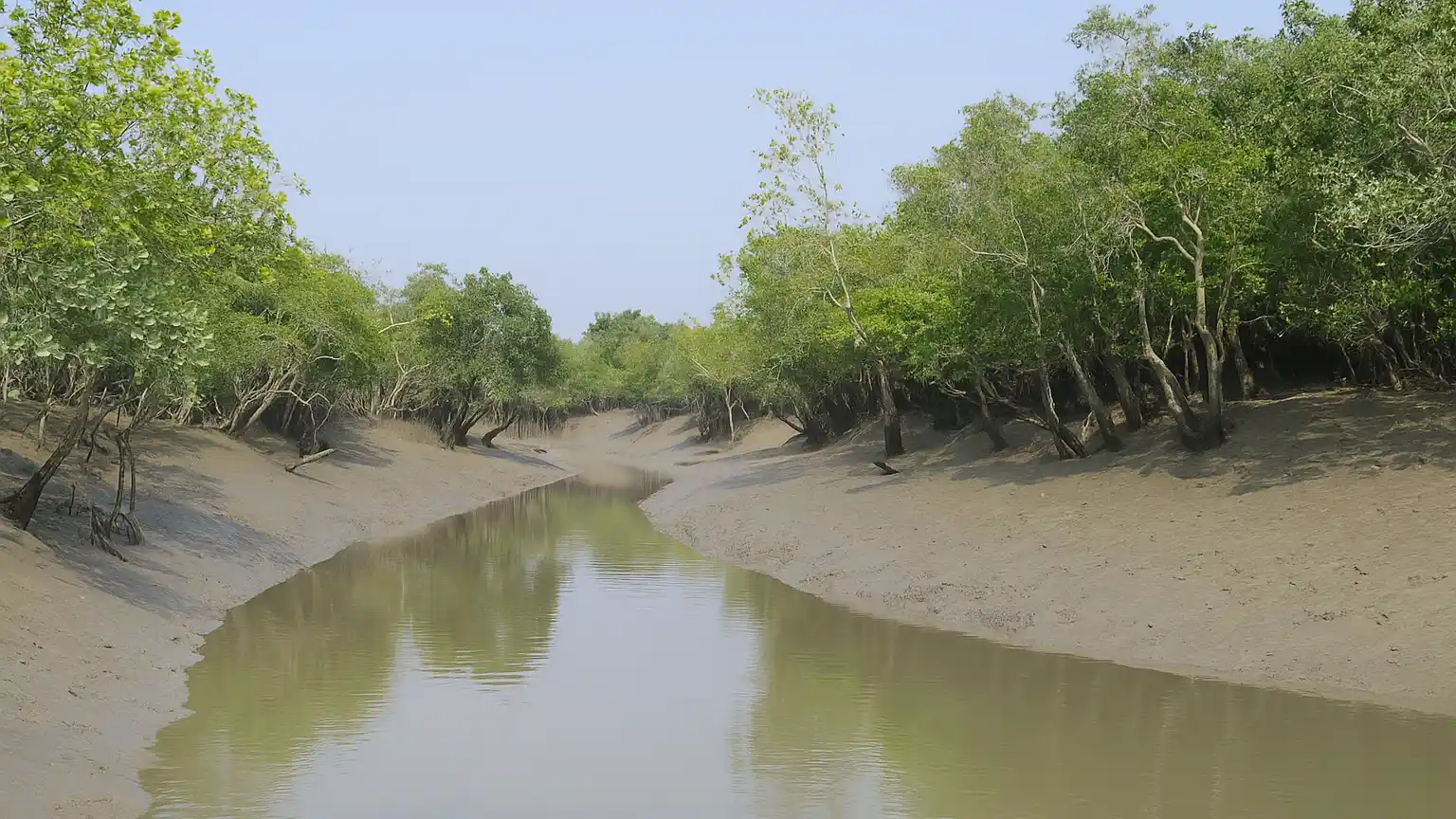 Essential Sundarbans Tour Guide: Tigers, Mangroves & Rivers 21 Kalas Island Sundarban