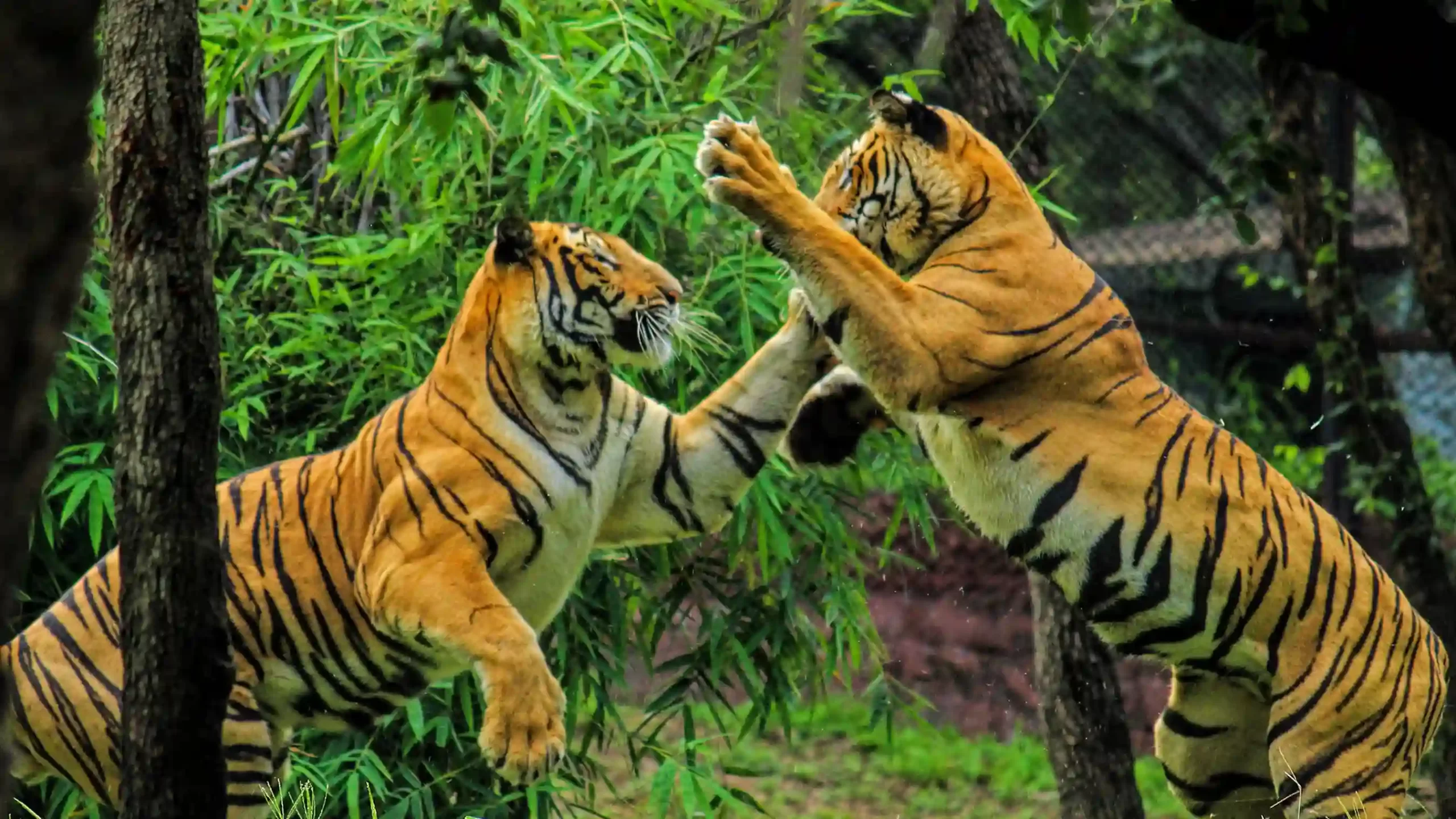 Essential Sundarbans Tour Guide: Tigers, Mangroves & Rivers 20 Royal_bengal_tiger_play