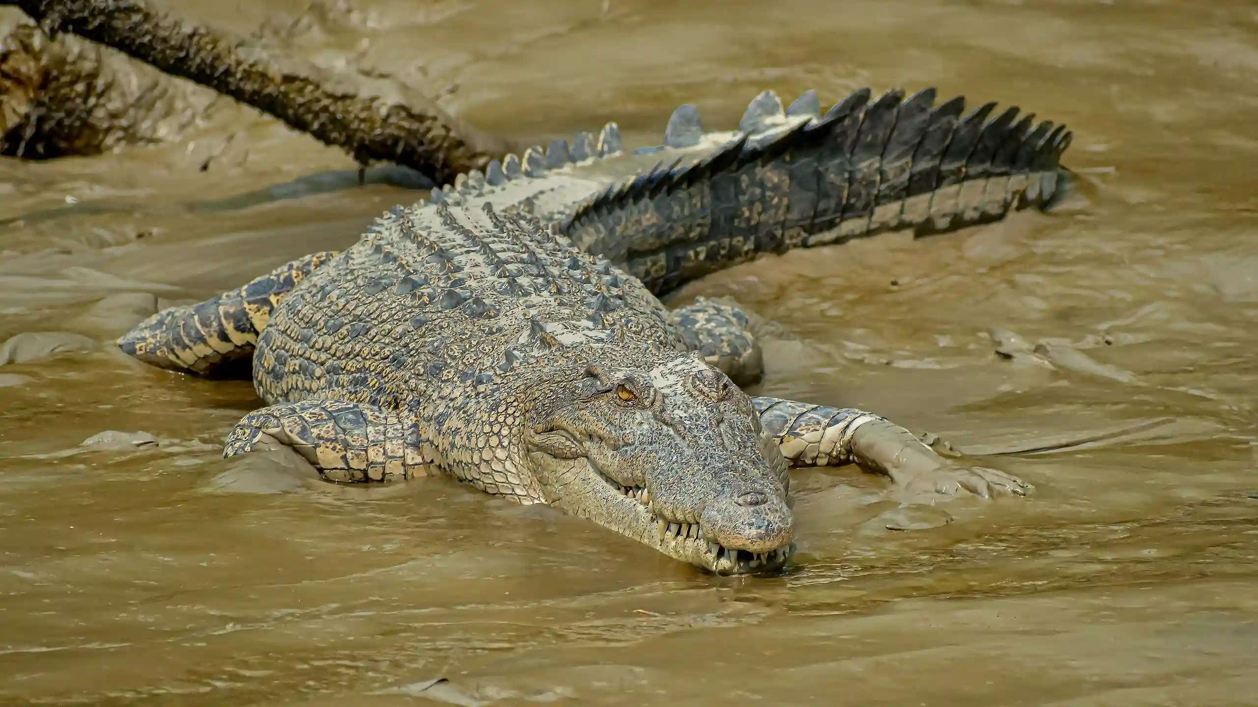Essential Sundarbans Tour Guide: Tigers, Mangroves & Rivers 19 Saltwater_Crocodiles_of_Sundarbans_11