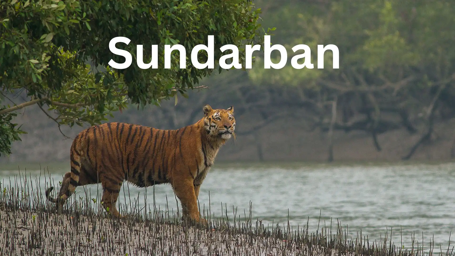 Home 34 Sundarbans