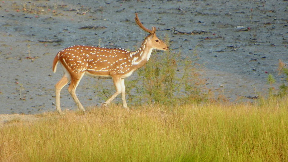 Essential Sundarbans Tour Guide: Tigers, Mangroves & Rivers 15 Sandhynyakhali Sundarban