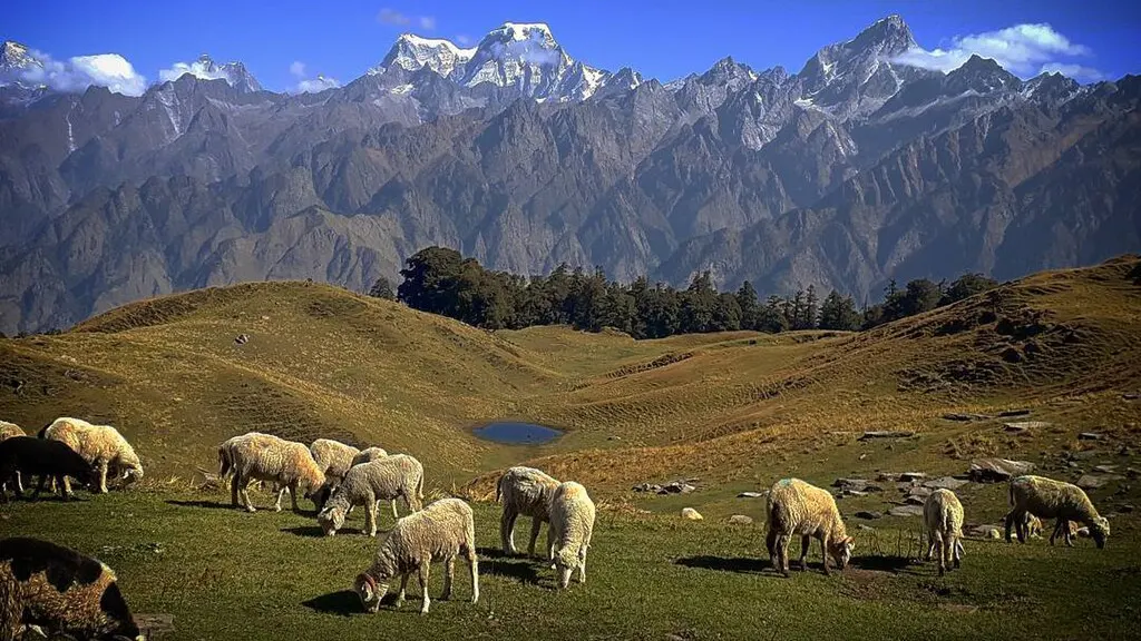 Kuari Pass Trek, Uttarakhand
