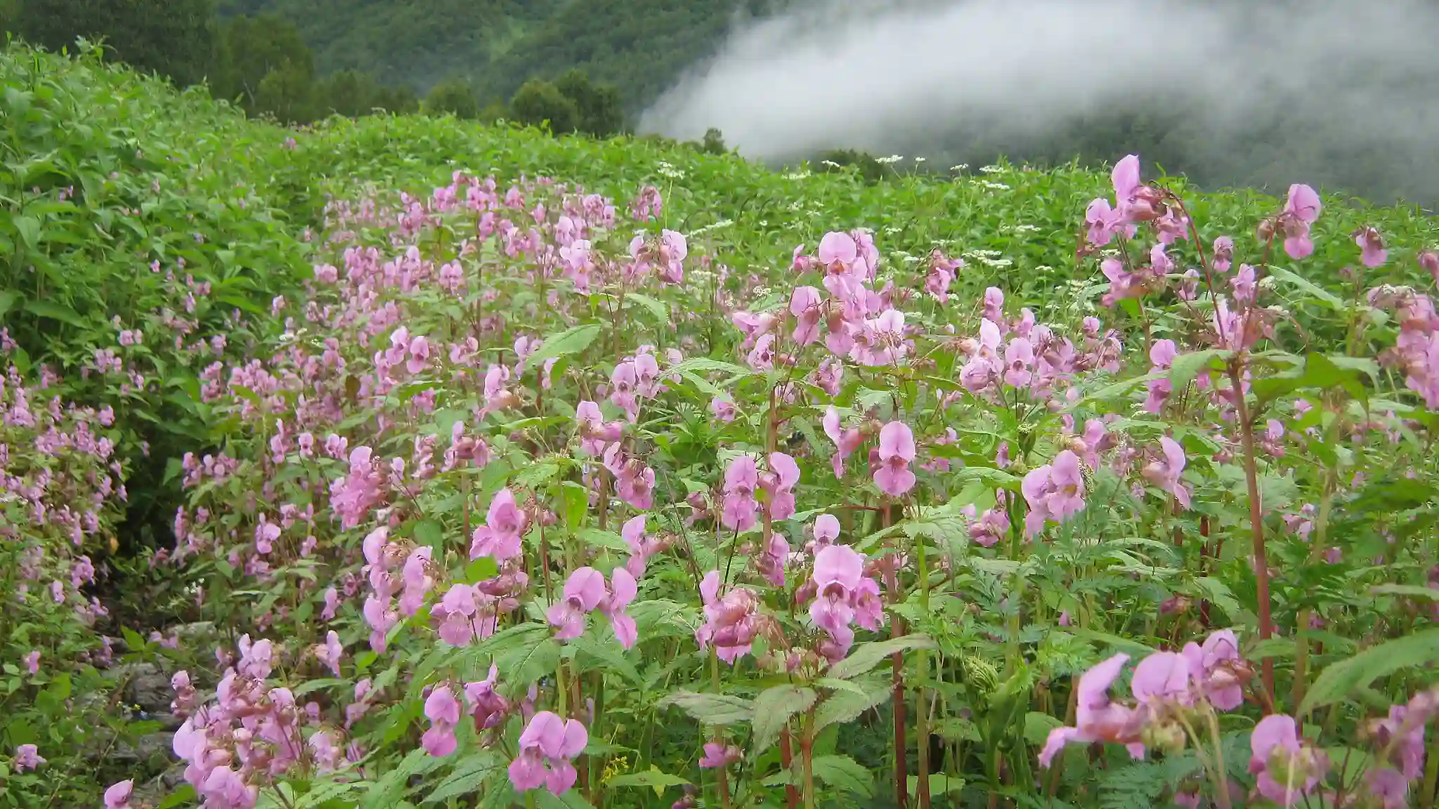 Valley of Flowers Trek ,Uttarakhand
