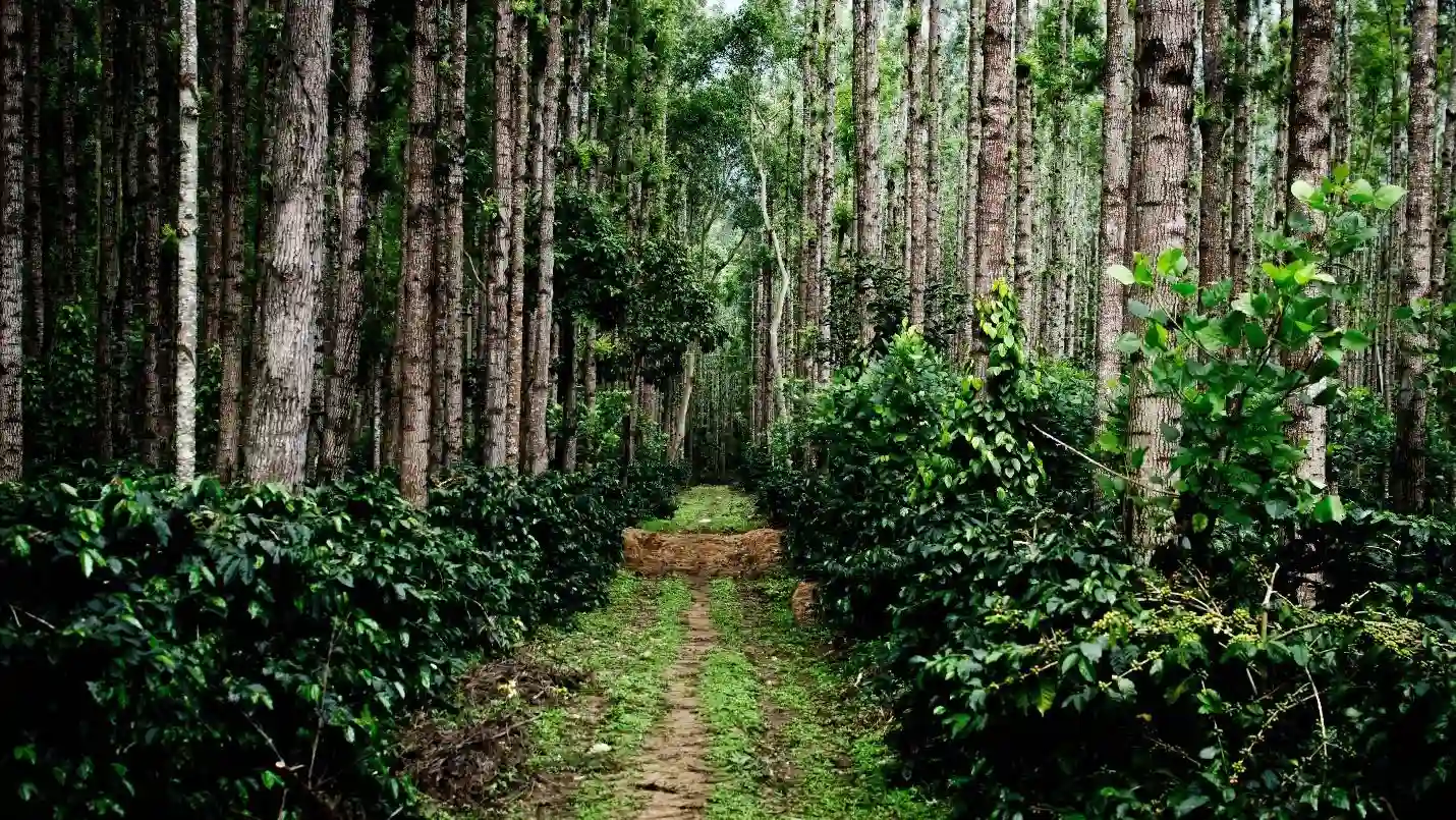 10 Best Places to Visit in Monsoon in India 18 Chikmagalur, Karnataka