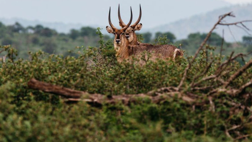 National Parks & Wildlife Sanctuaries of Madhya Pradesh 10 sambar in Bagdara Wildlife Sanctuary