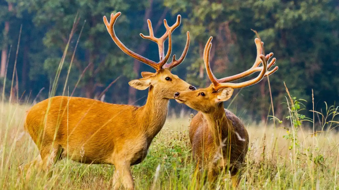 National Parks & Wildlife Sanctuaries of Madhya Pradesh 2 Kanha National Park