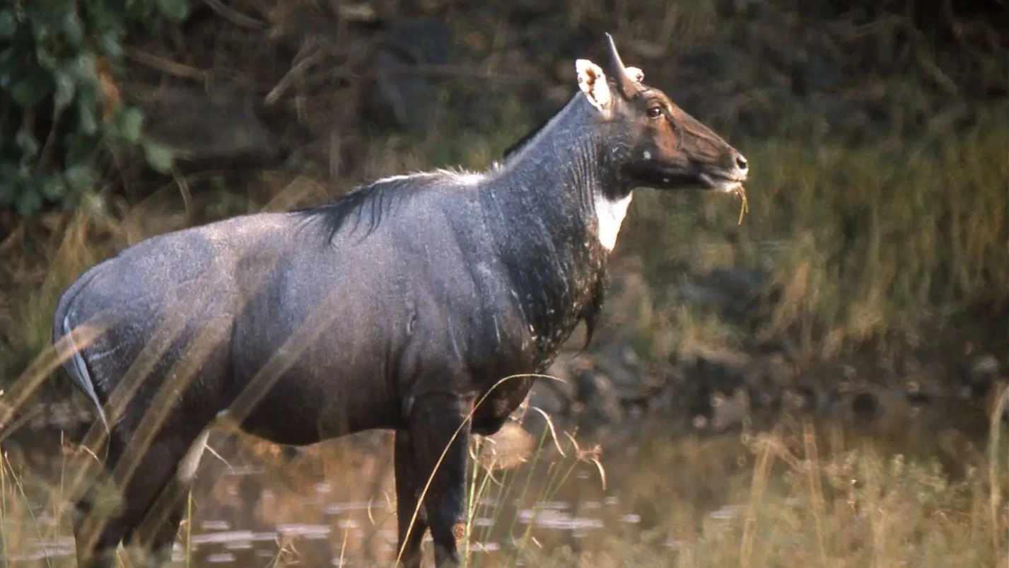 National Parks & Wildlife Sanctuaries of Madhya Pradesh 9 nilgai in Madhav National Park