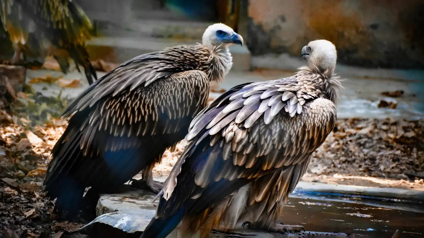 National Parks & Wildlife Sanctuaries of Madhya Pradesh 11 significant bird life in Noradehi Wildlife Sanctuary