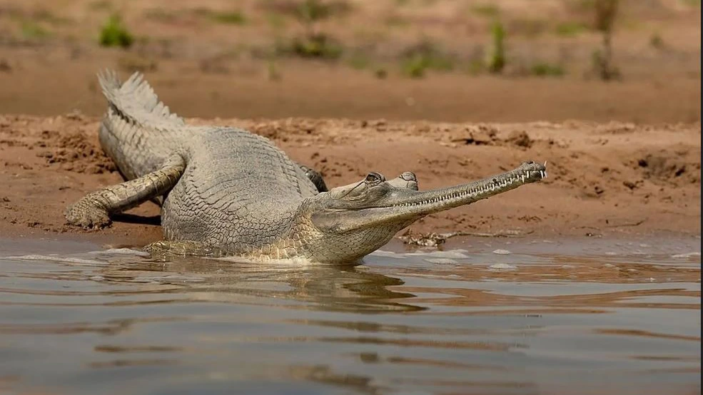 National Parks & Wildlife Sanctuaries of Madhya Pradesh 5 Panna National Park