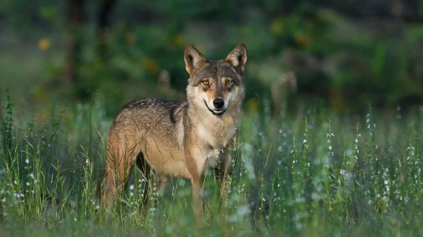 National Parks & Wildlife Sanctuaries of Madhya Pradesh 4 Indian wolfs in Pench National Park