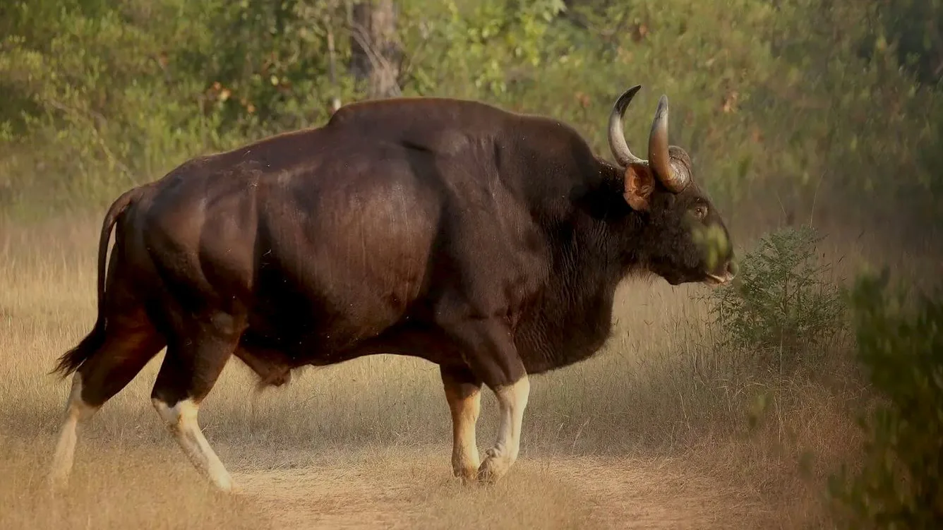National Parks & Wildlife Sanctuaries of Madhya Pradesh 8 Indian gaurs in Sanjay-Dubri Tiger Reserve