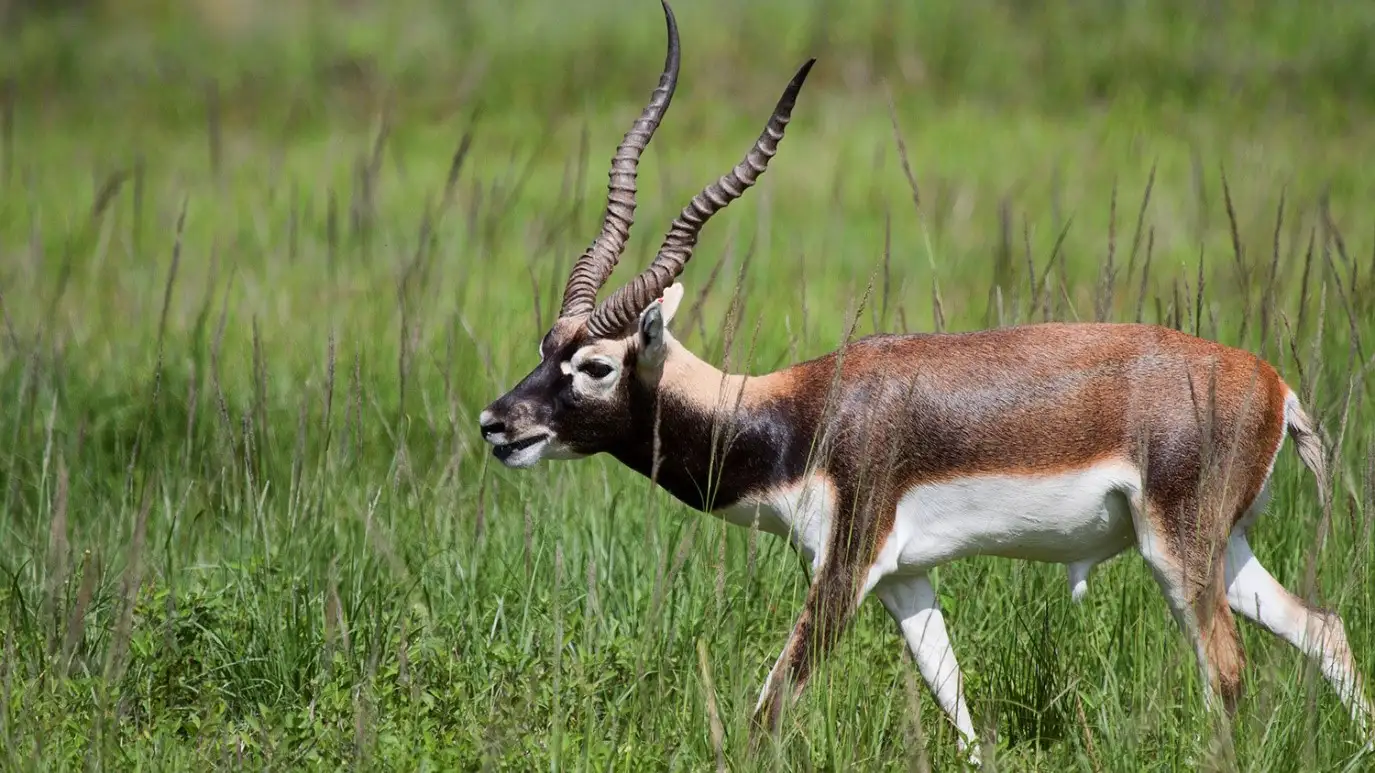 National Parks & Wildlife Sanctuaries of Madhya Pradesh 6 Balck buck in Satpura National Park
