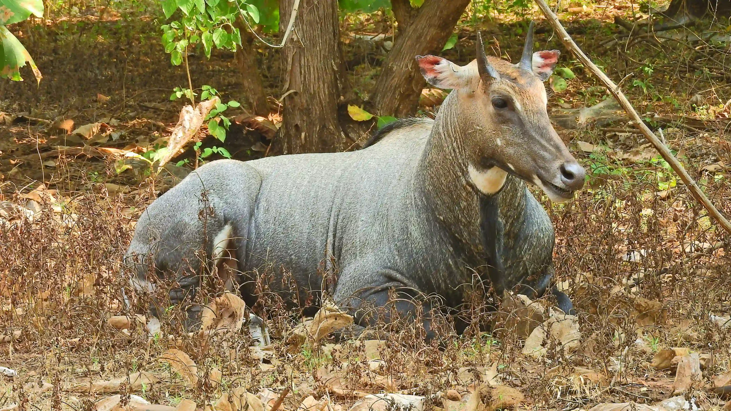 Nilgai,_Gir_National_Park