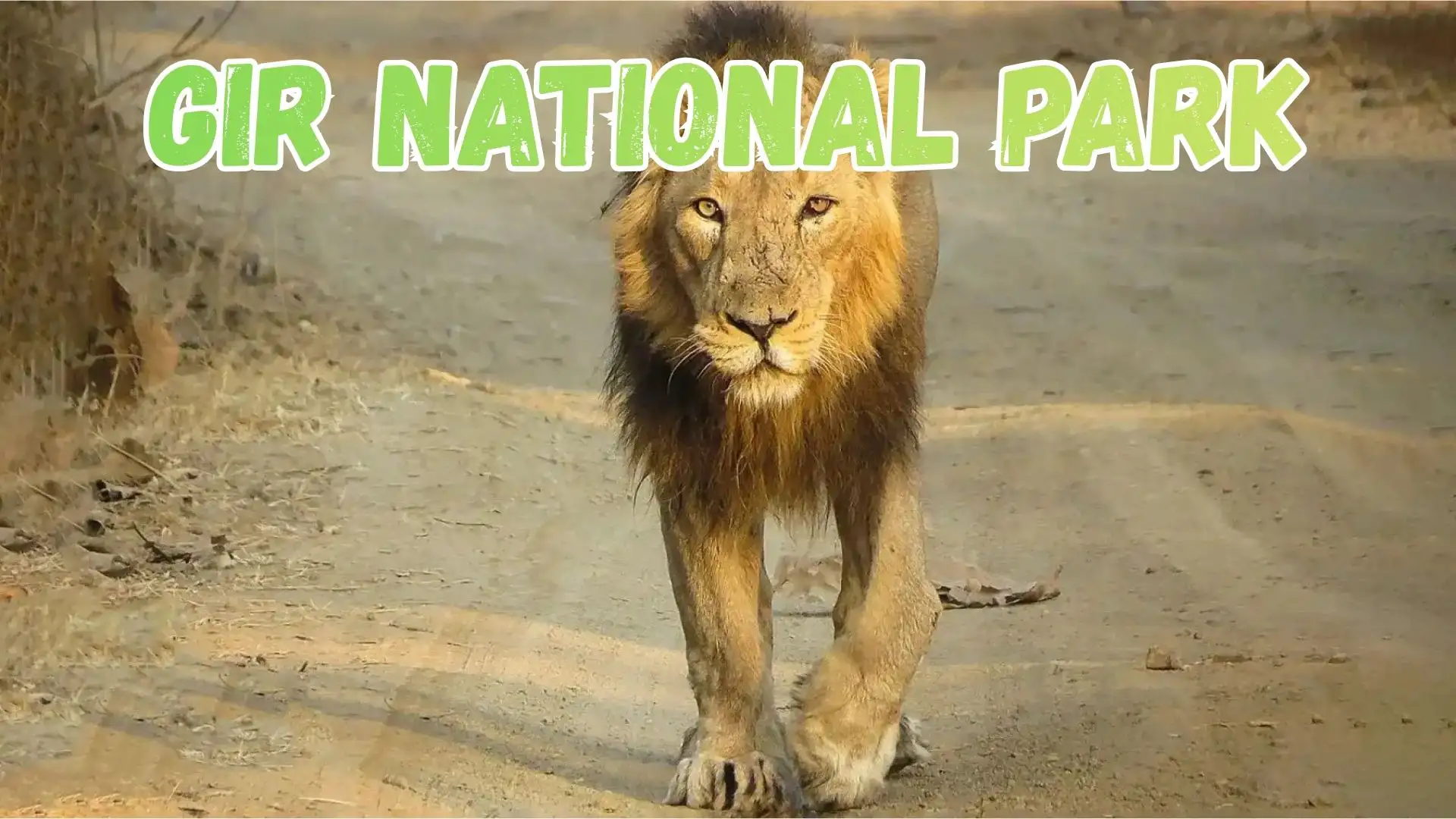 Gir National Park