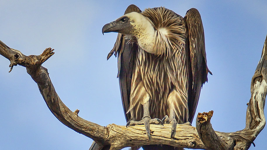 White-backed_Vulture