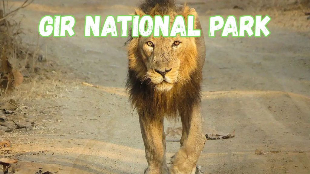 Gir National Park
